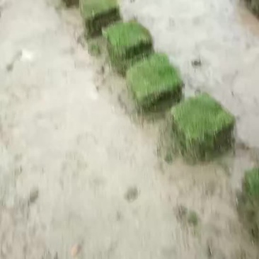 草块！