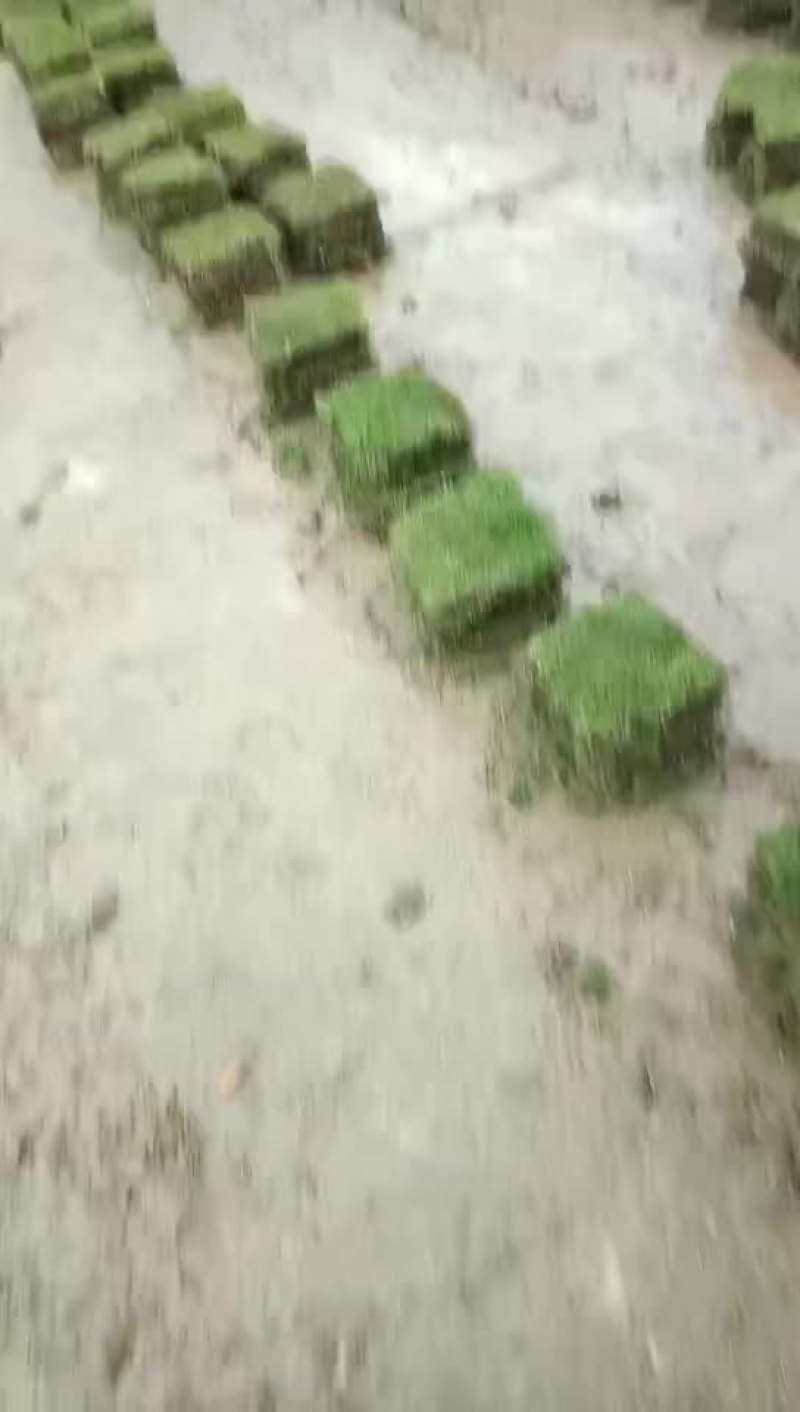 草块！