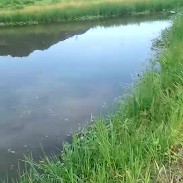娃苗
