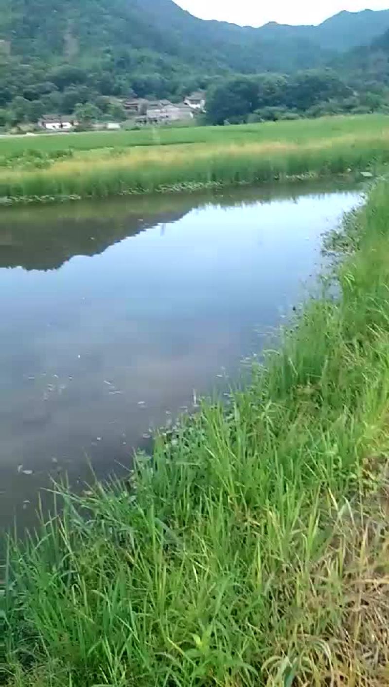 娃苗