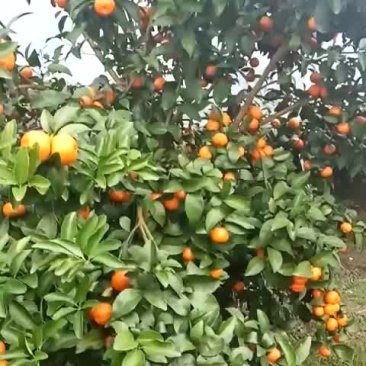 沙糖桔精品果