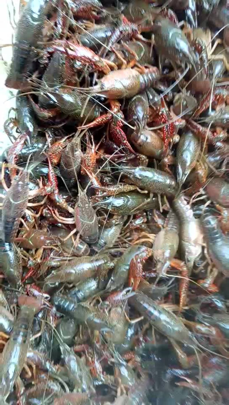 虾苗人工养殖种苗可以现场看货