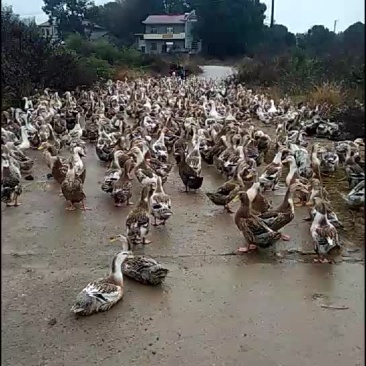 土鸭