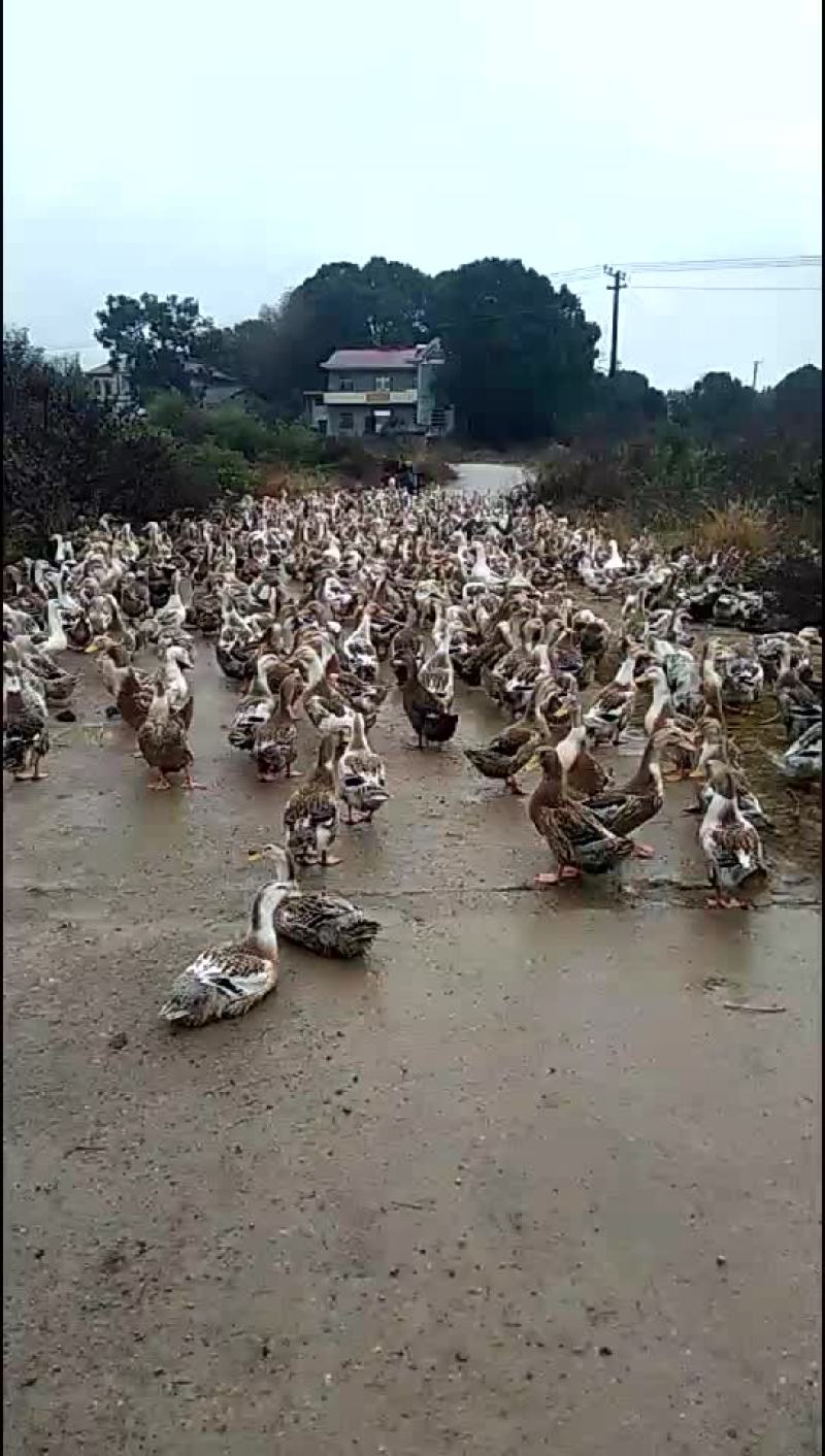 土鸭