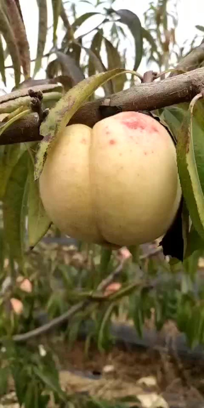 新品种桃树苗，玉红巨雪桃树苗，晚熟桃树苗