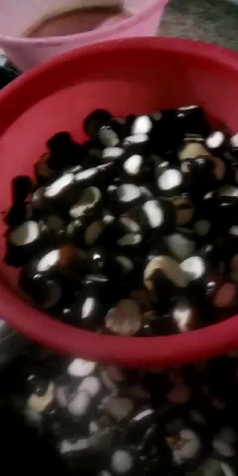 白马蹄