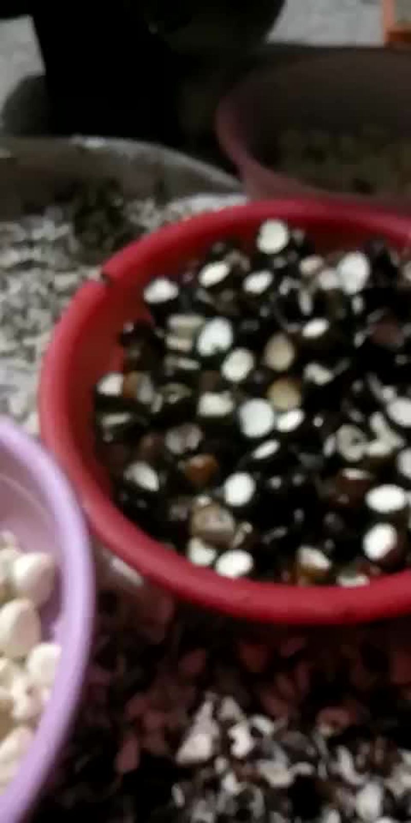 白马蹄