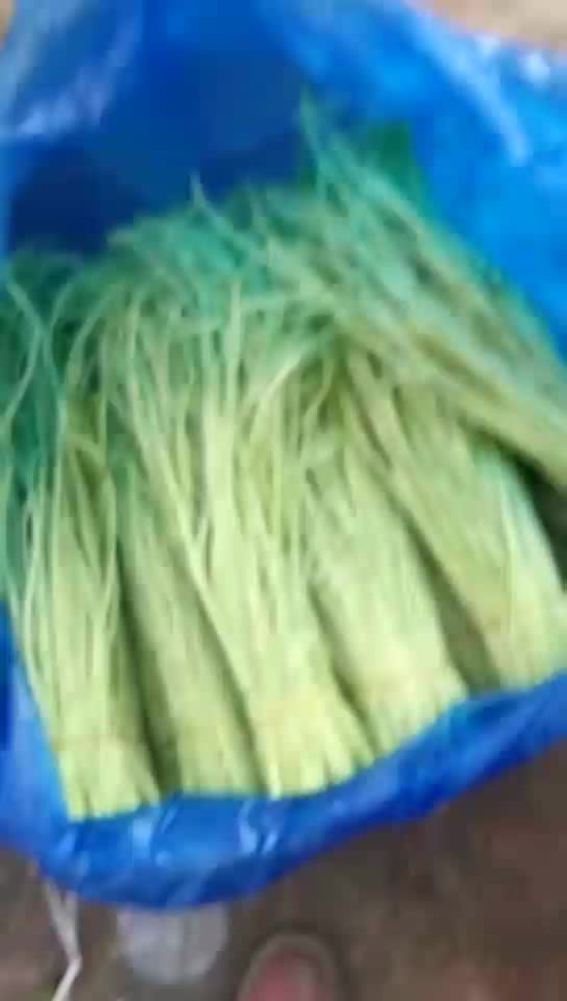 精品芦蒿