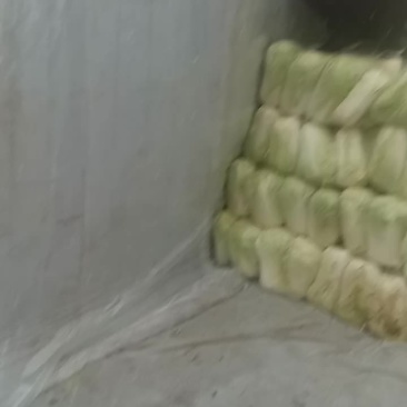 大白菜上市
