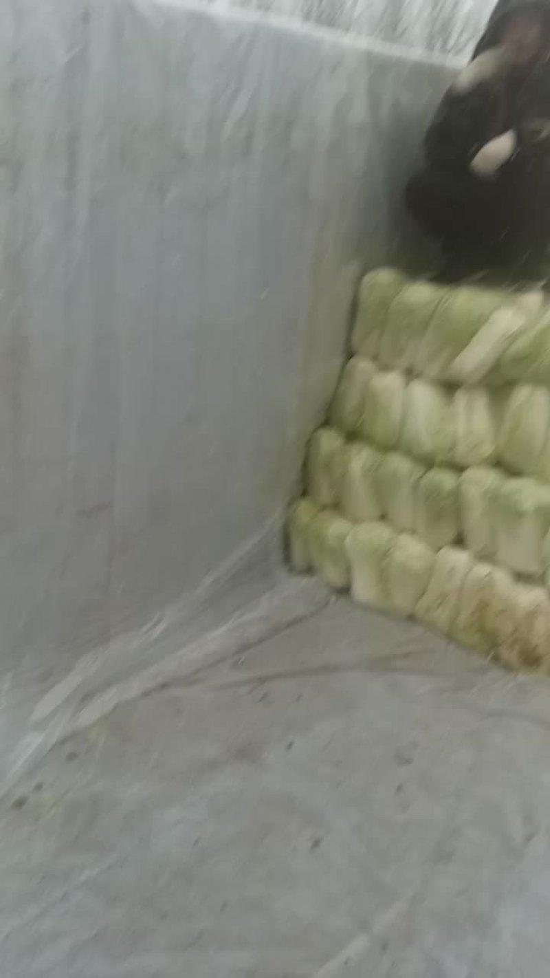 大白菜上市