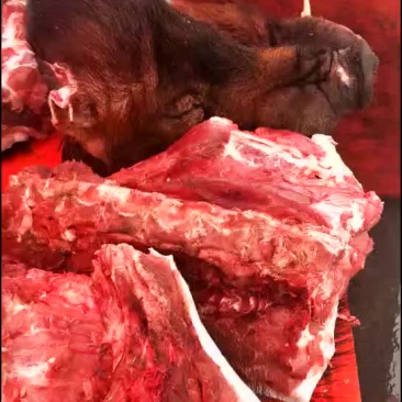 黑猪肉