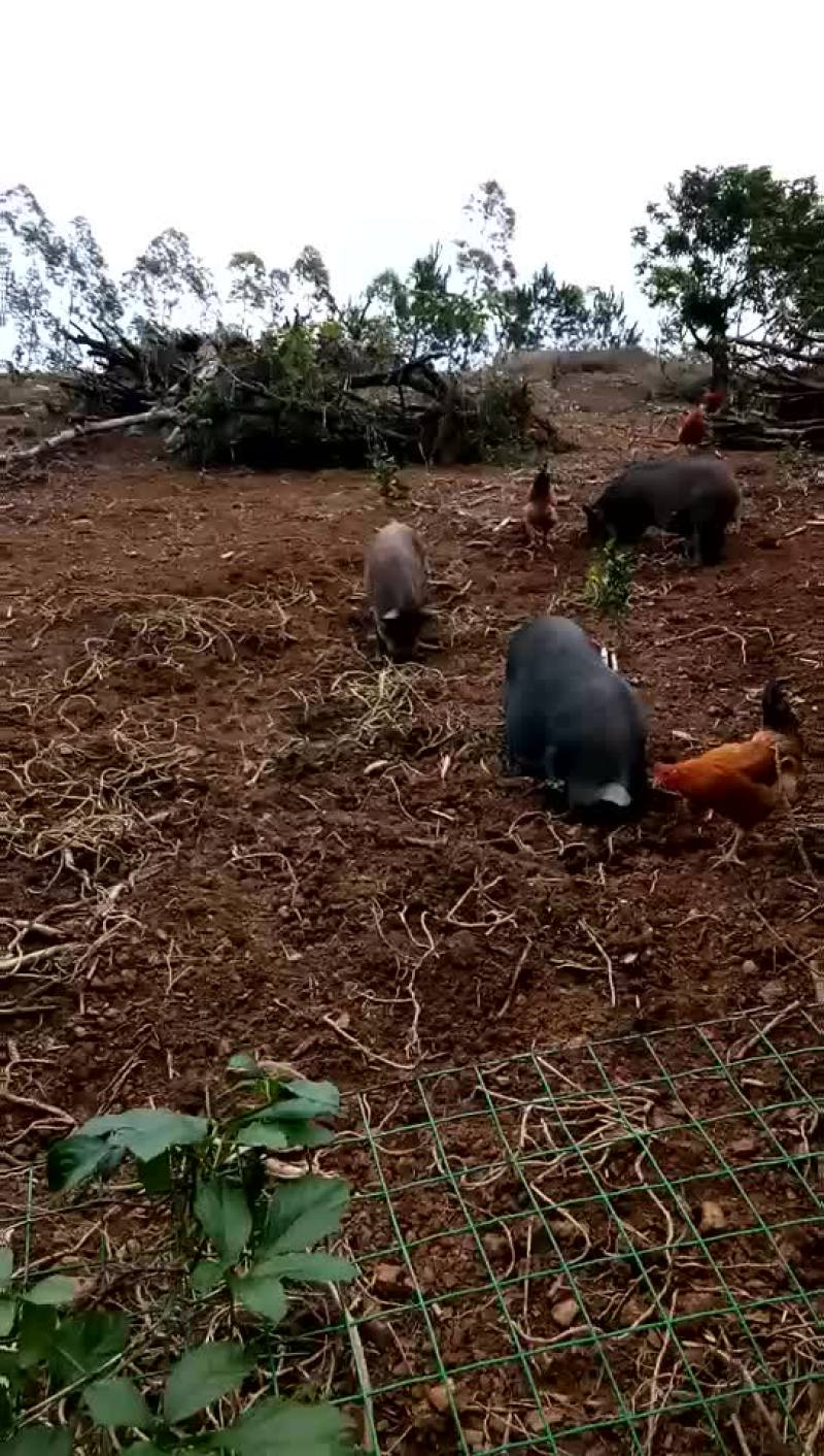 土鸡…土鸡