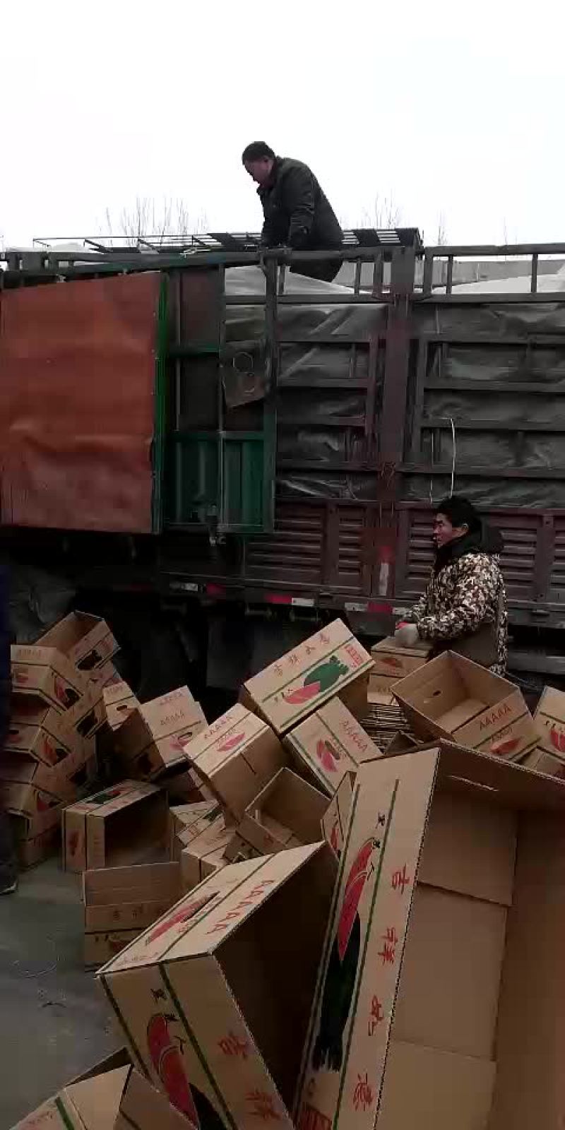 黑美人西瓜