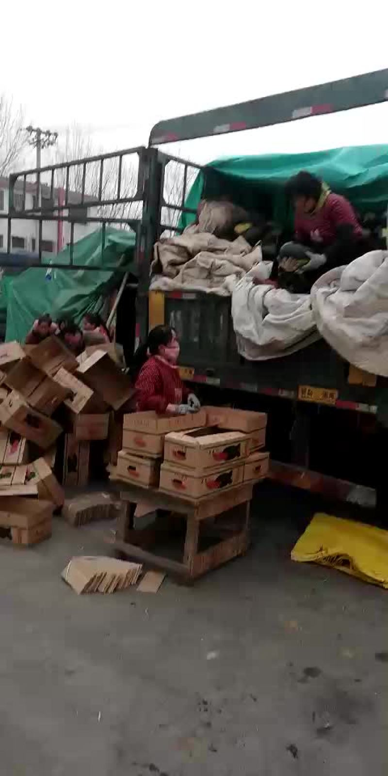 黑美人西瓜