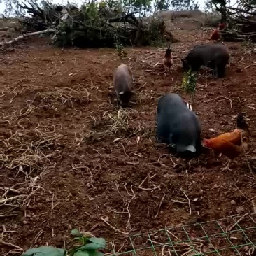 土鸡…土鸡