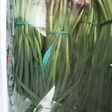 蒜苗