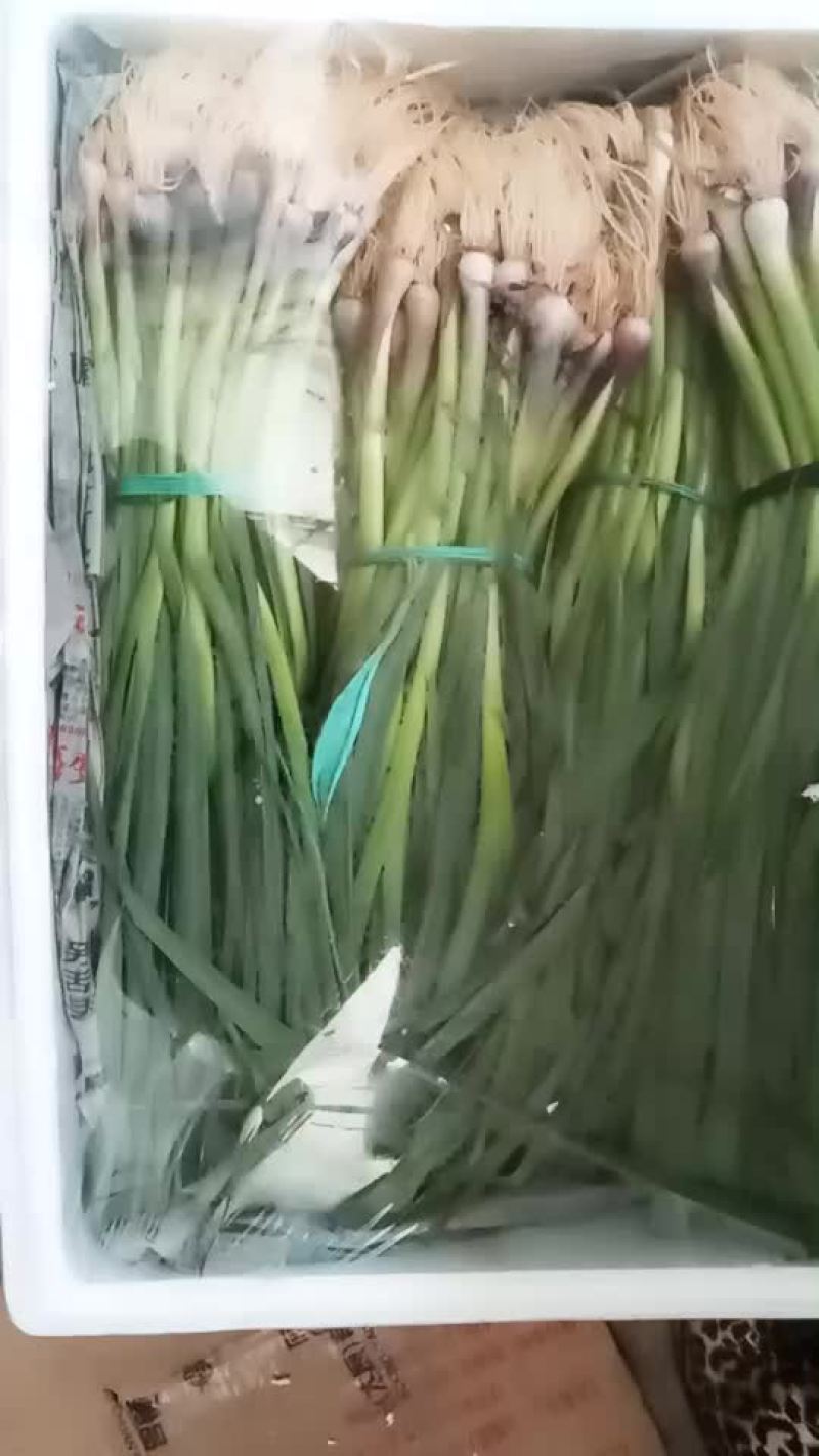 蒜苗