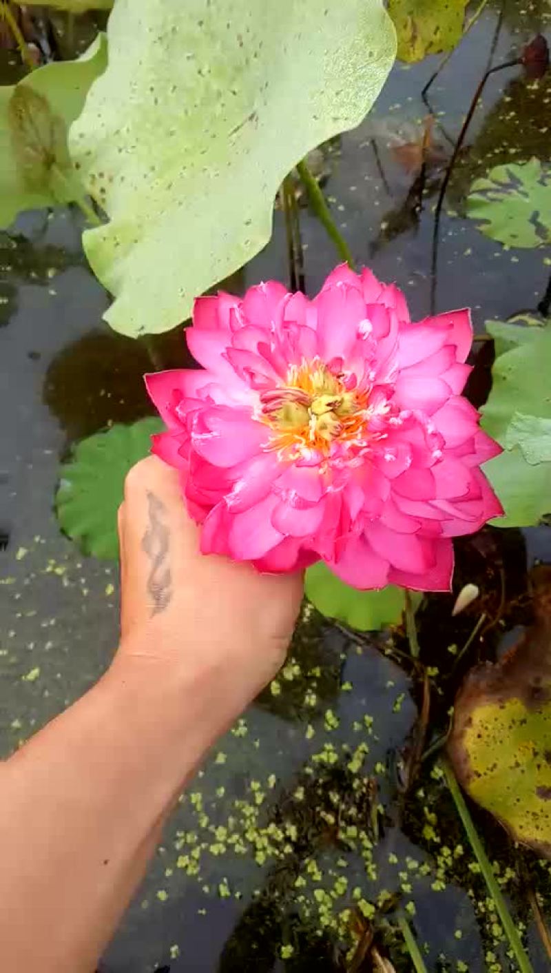 荷花