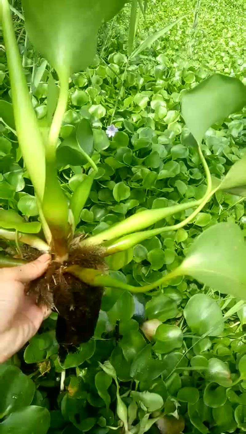水生植物