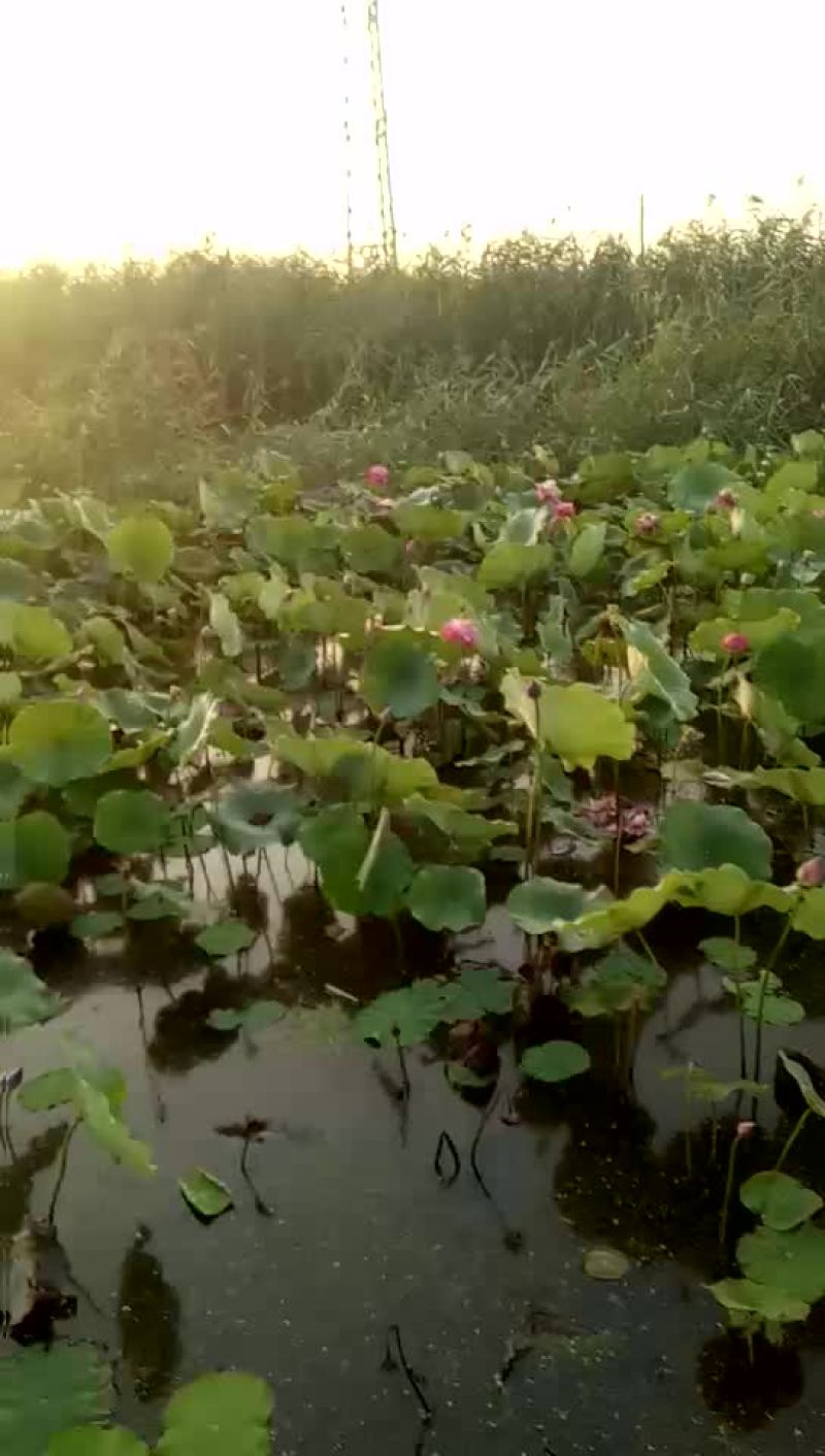 水生植物