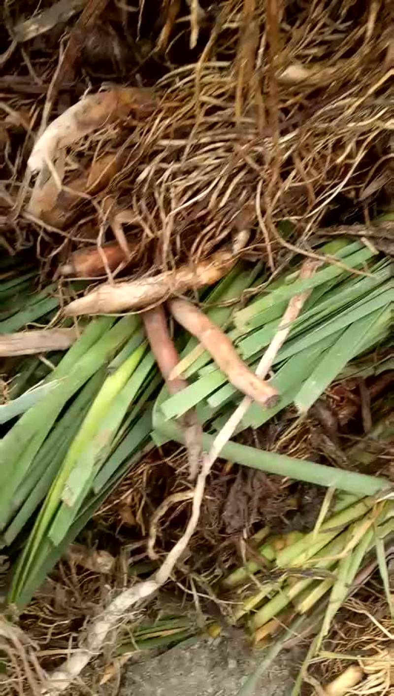 水生植物