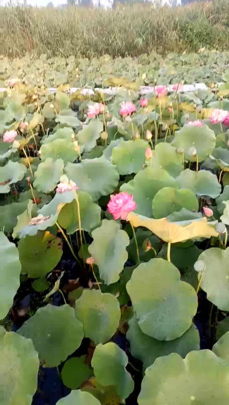 水生植物