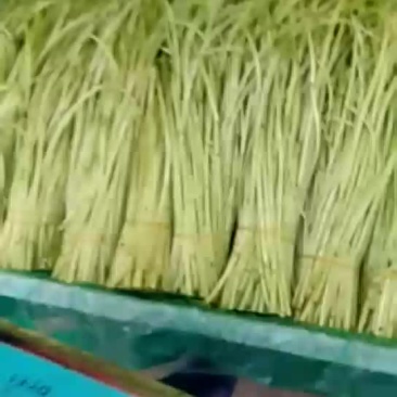 芦篙