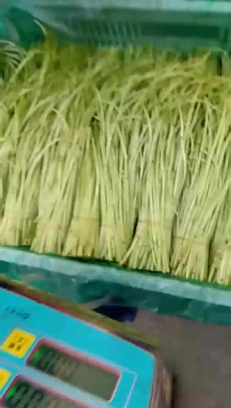 芦篙