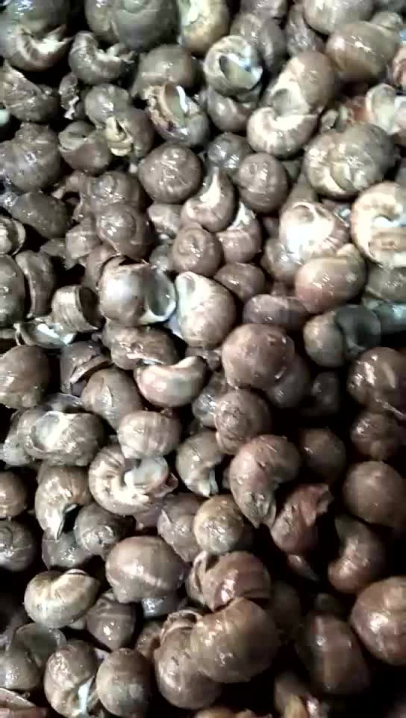 东港本地海鲜质量保证一手货源