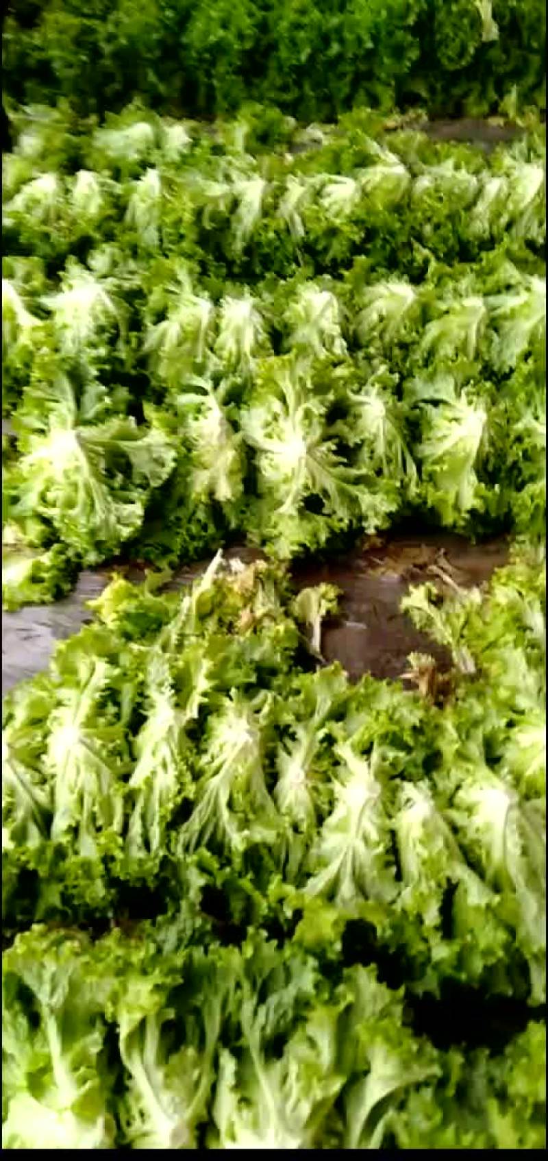 精品生菜质量完美有一流的团队