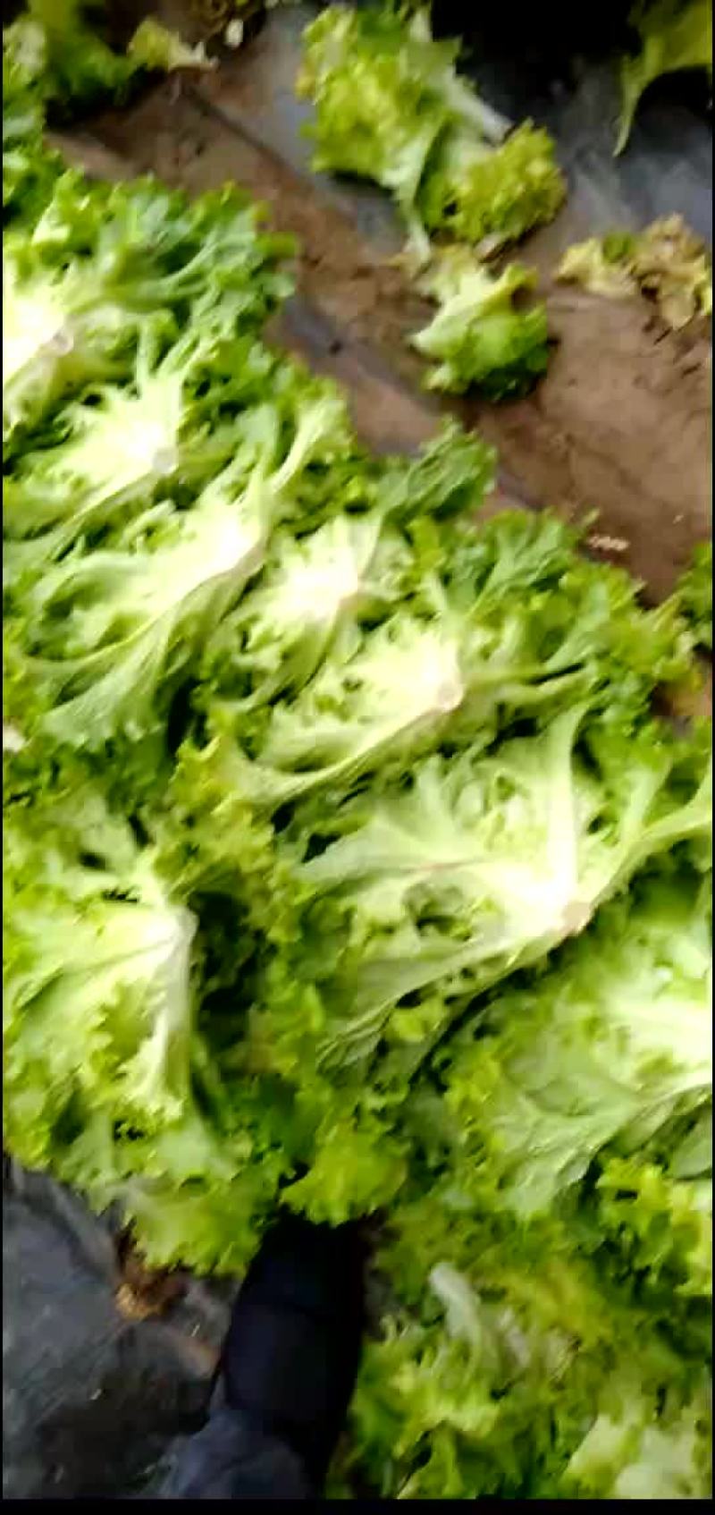 精品生菜质量完美有一流的团队