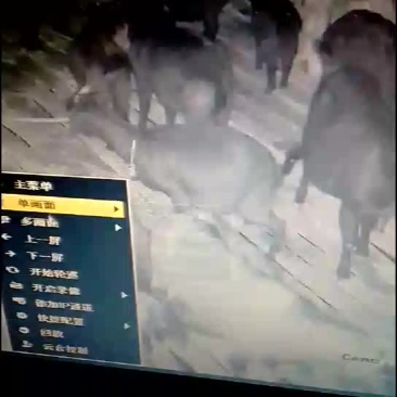 正宗黑山羊胎盘羔子宫羊房子羊胎兽