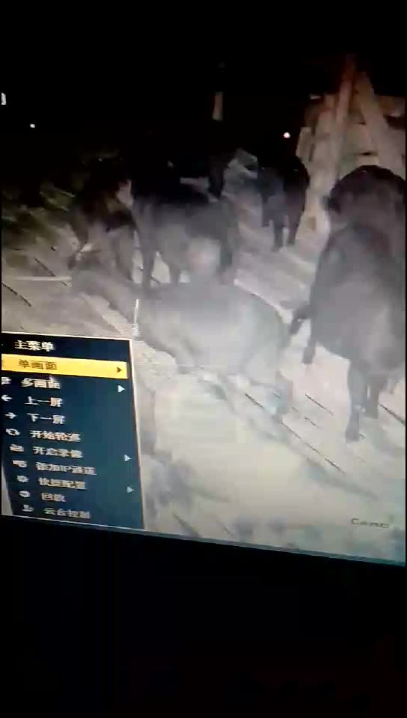 正宗黑山羊胎盘羔子宫羊房子羊胎兽