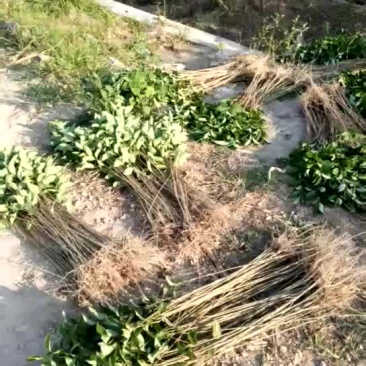 当年种的大叶女贞小苗