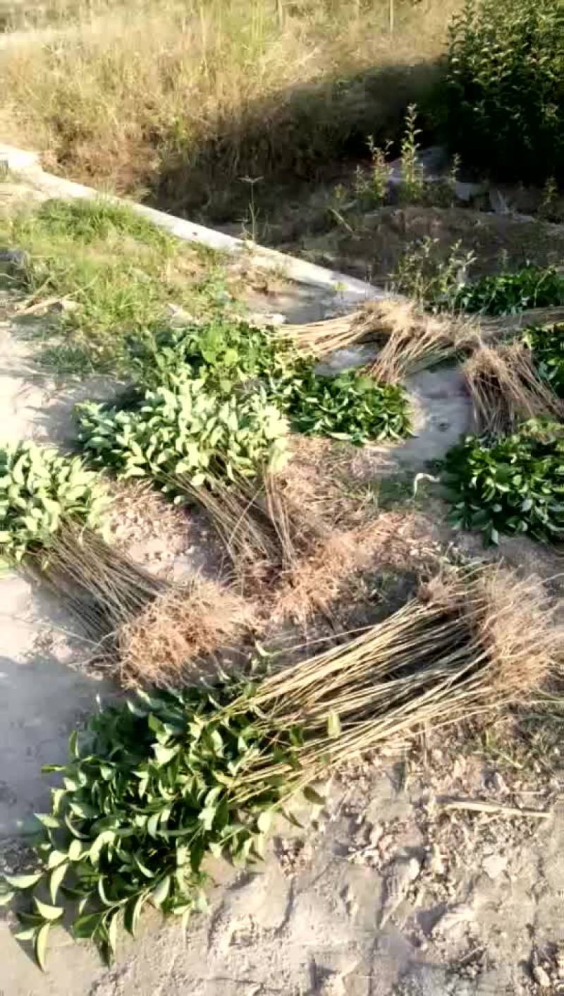 当年种的大叶女贞小苗