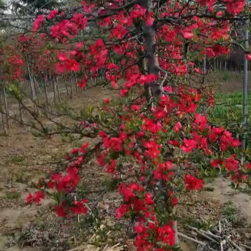 木瓜苗，木瓜海棠苗