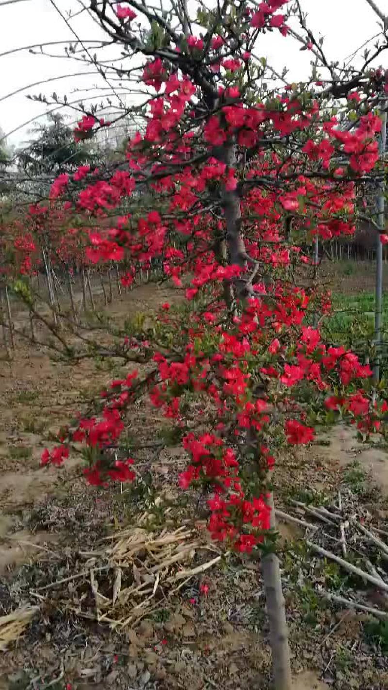 木瓜苗，木瓜海棠苗