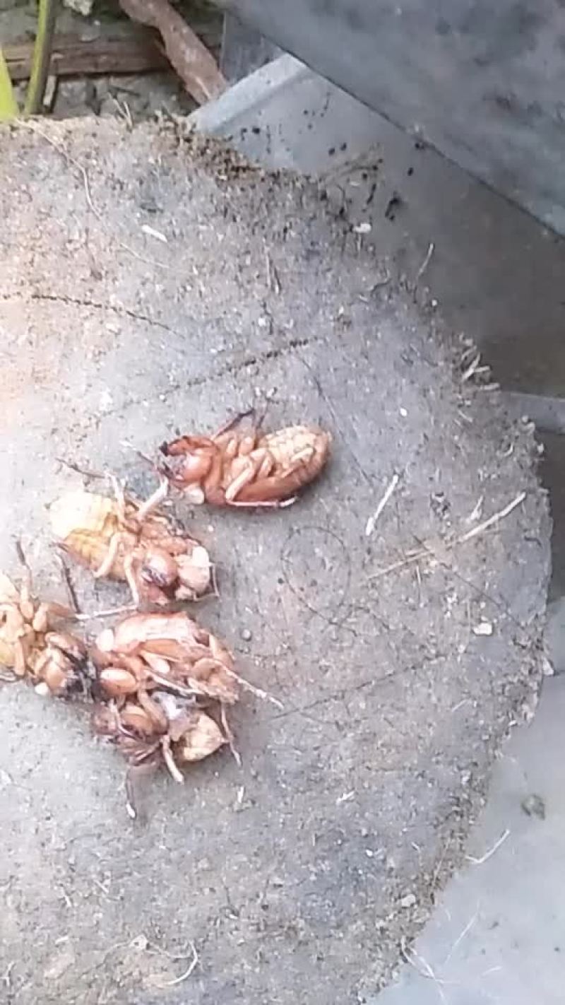 知鸟蛹