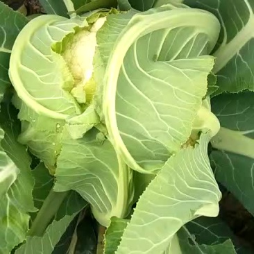 菜花