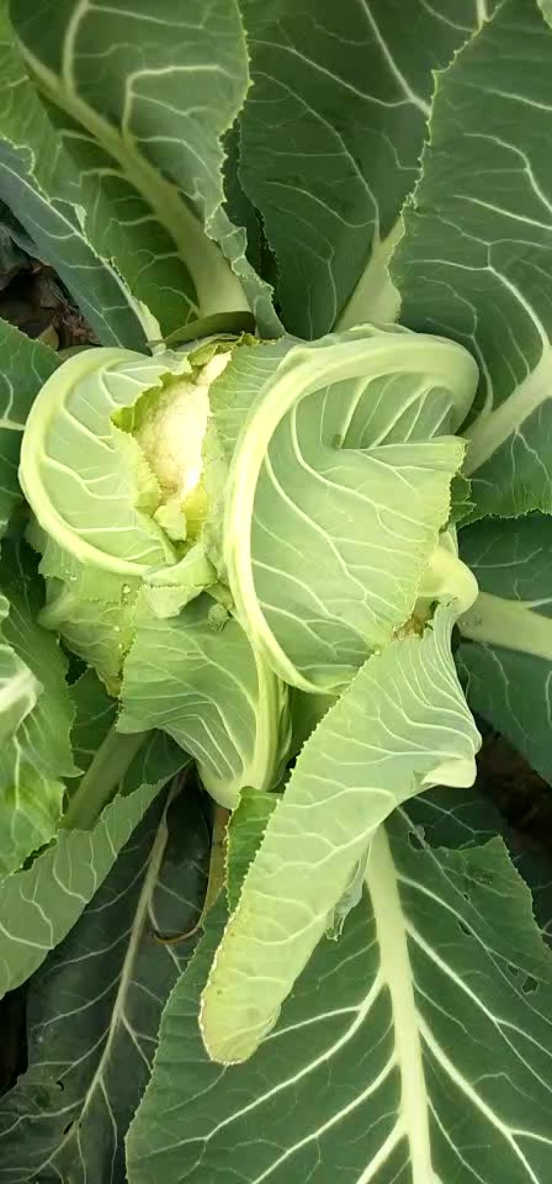 菜花