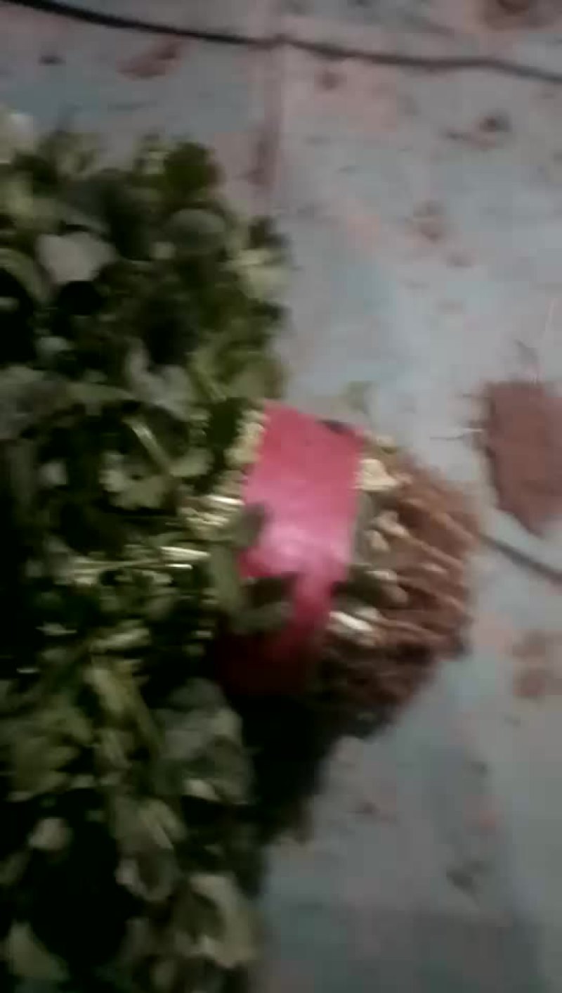 香菜
