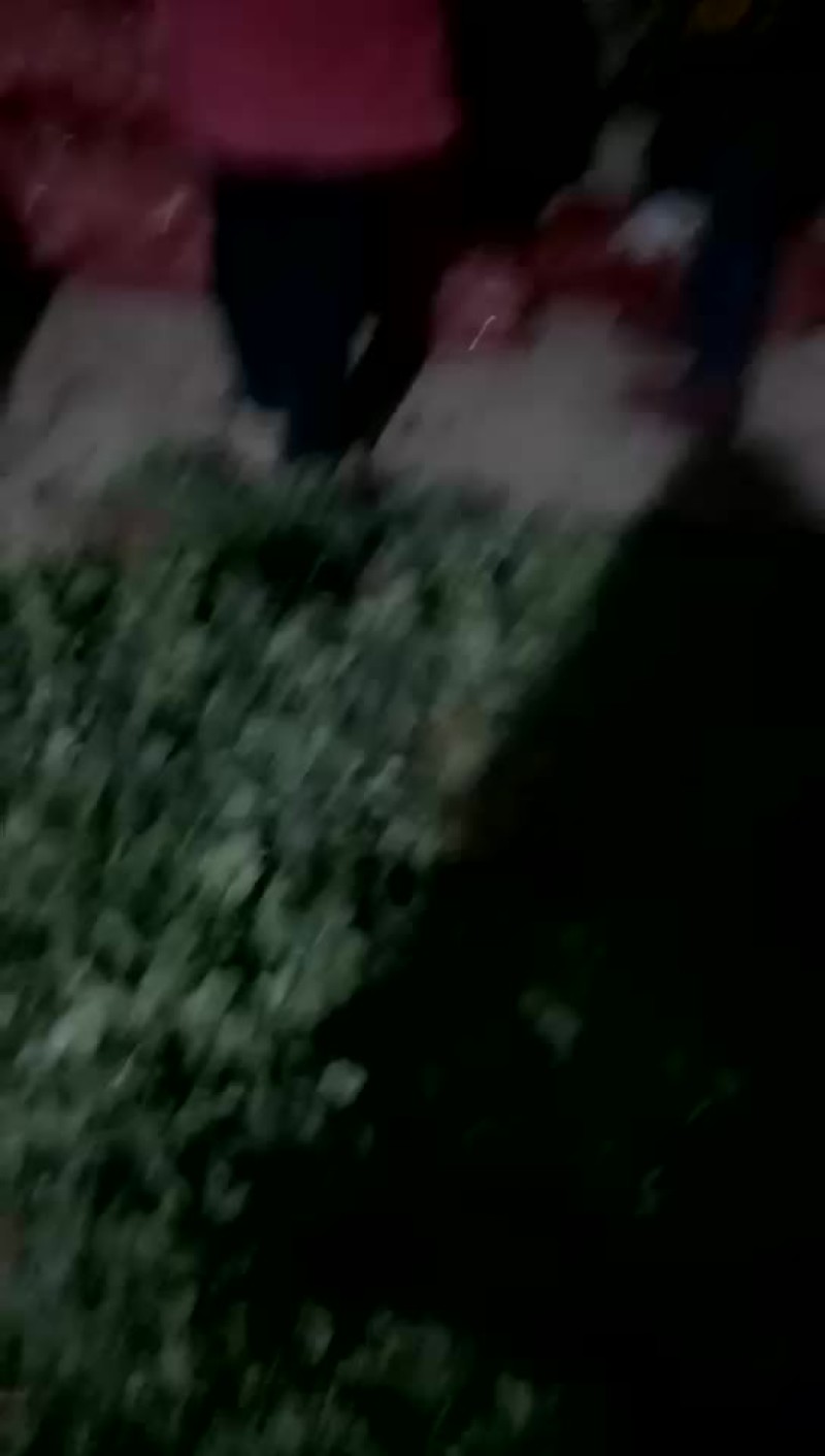 香菜