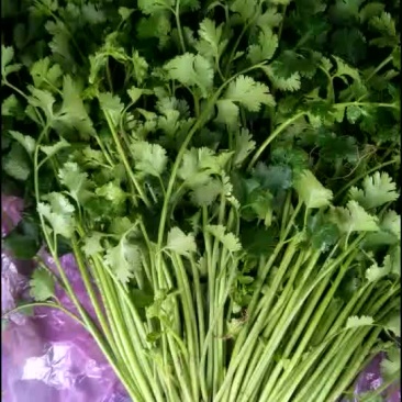 山东香菜基地上市质量好