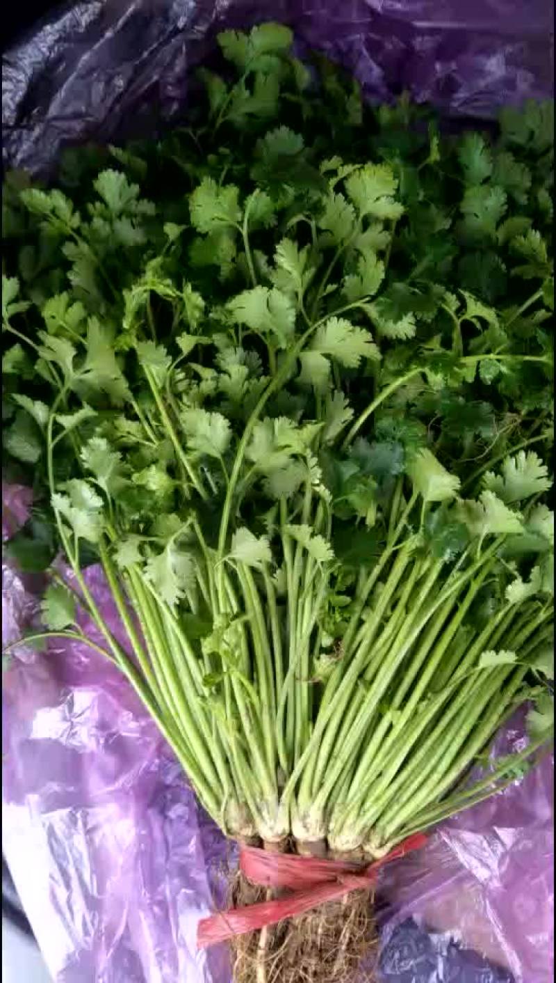 山东香菜基地上市质量好