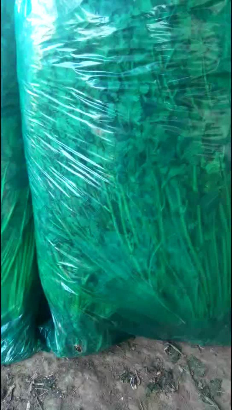 山东香菜基地上市质量好