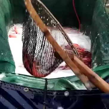 红鲤鱼规格半斤到八两