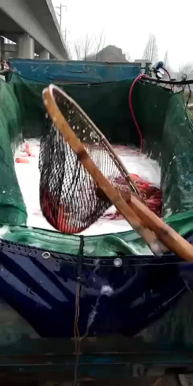 红鲤鱼规格半斤到八两