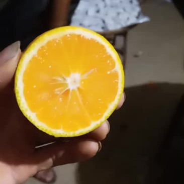 建阳桔柚
