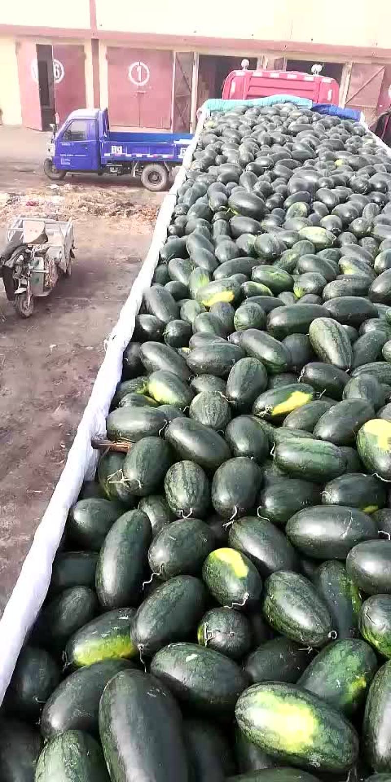 黑美人西瓜