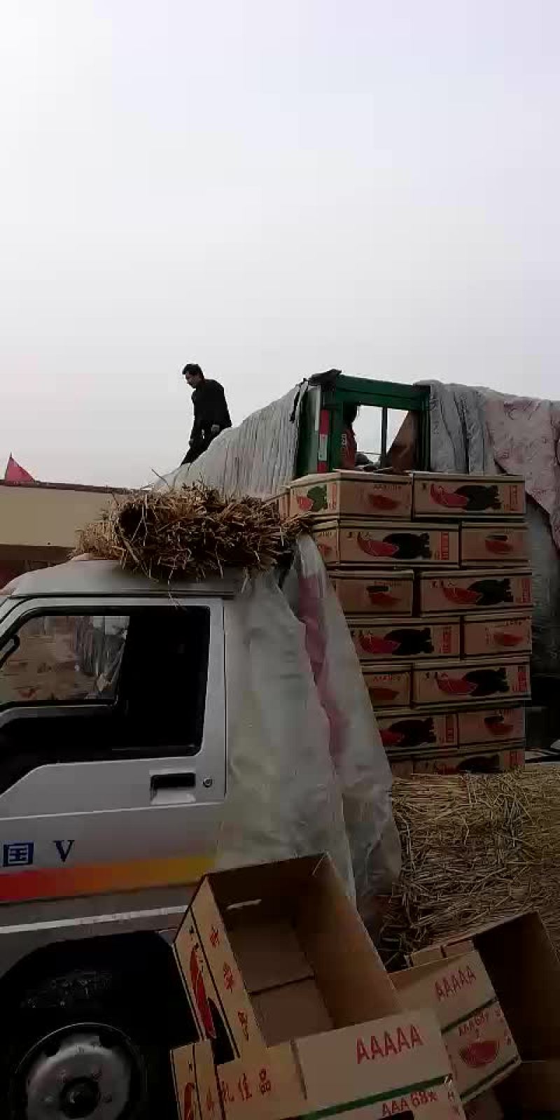 黑美人西瓜